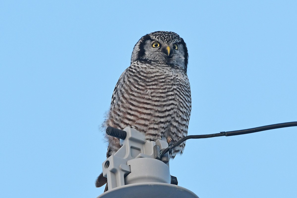 Northern Hawk Owl - Chris Rees