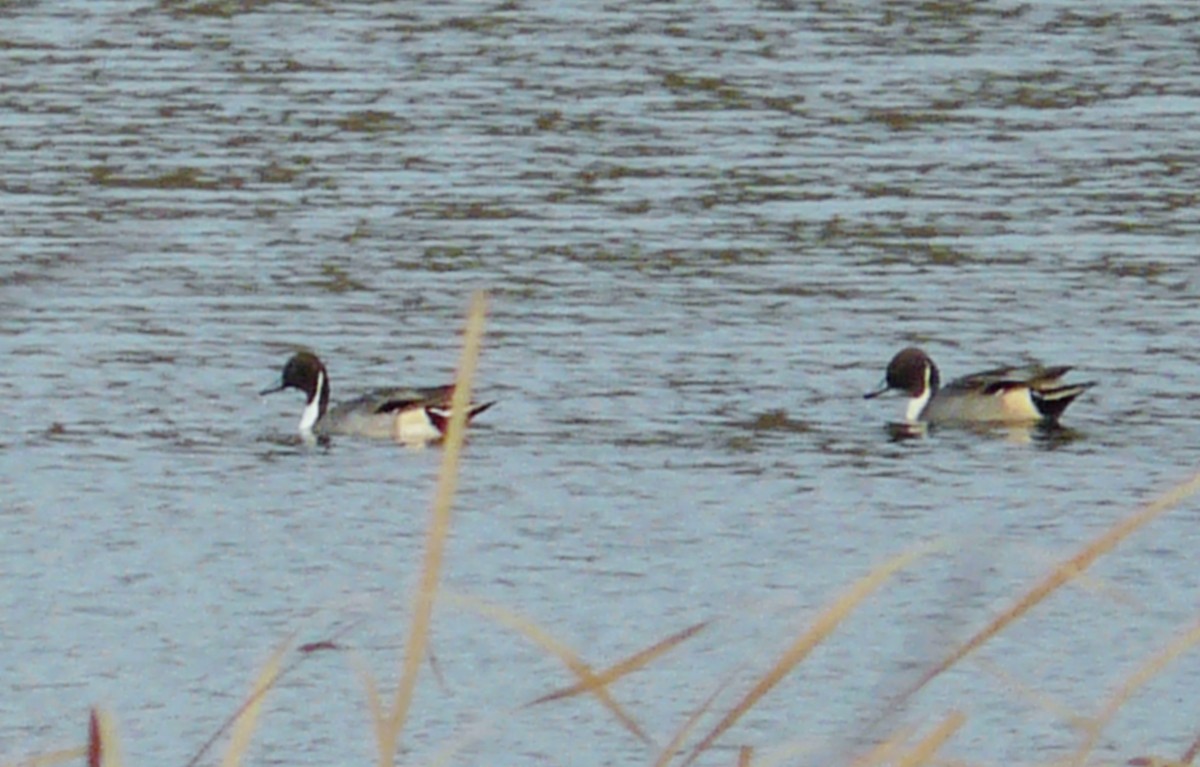 Northern Pintail - ML279539411