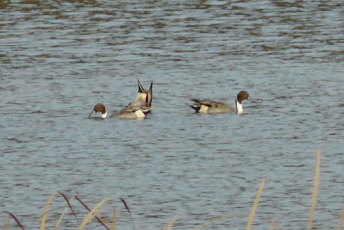 Northern Pintail - ML279539421