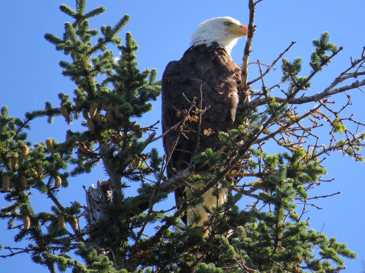 Bald Eagle - ML279541371