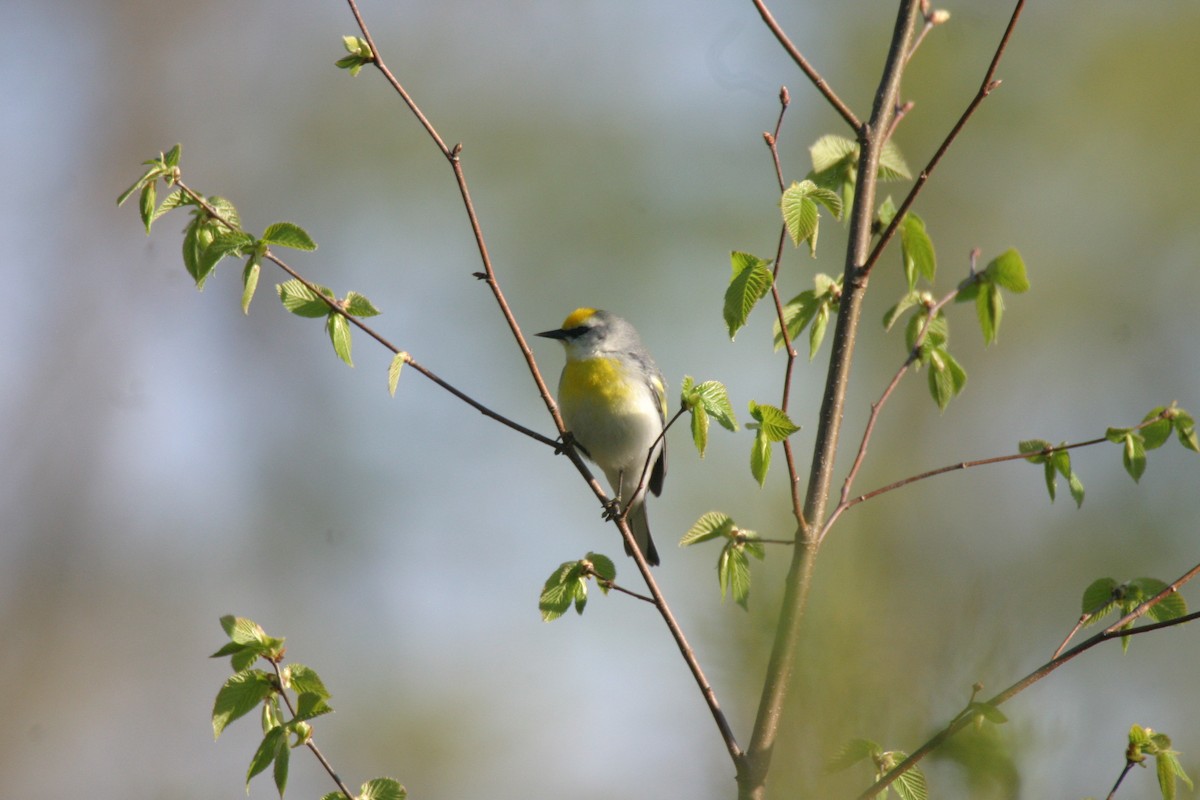 gullvingeparula x blåvingeparula (F1 hybrid) - ML279542181