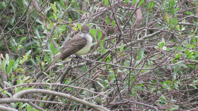 Short-crested Flycatcher - ML279543321