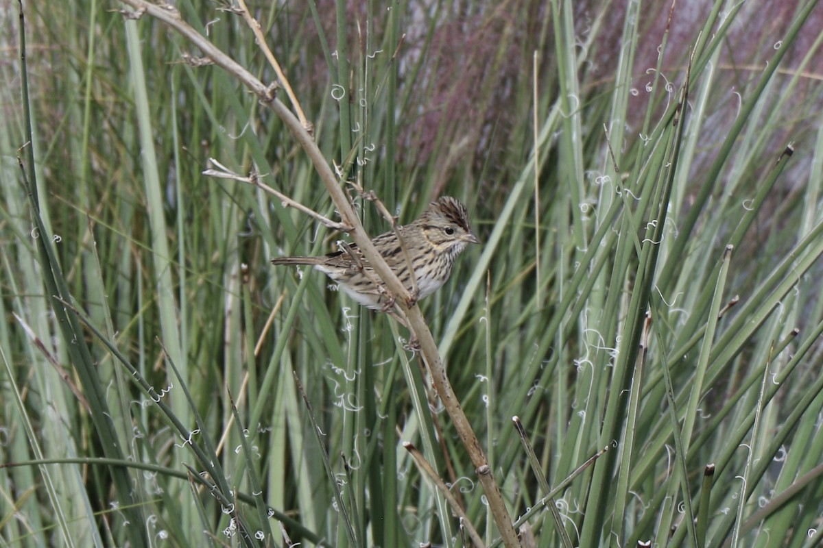 Lincoln's Sparrow - ML279543581