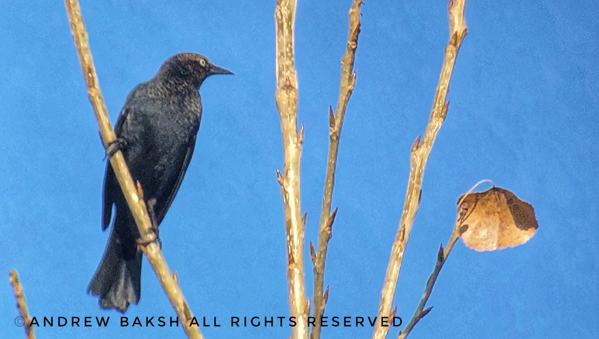 Rusty Blackbird - ML279544061