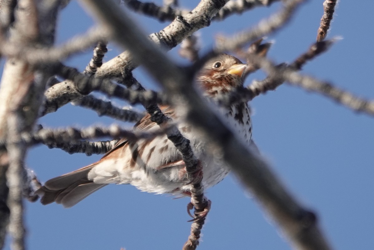 Fox Sparrow (Red) - ML279544071