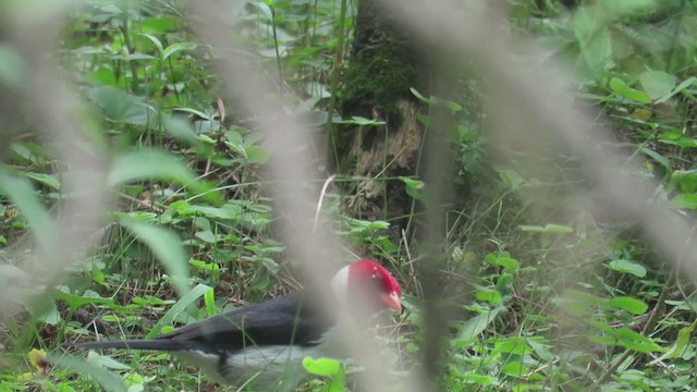 Yellow-billed Cardinal - ML279544221