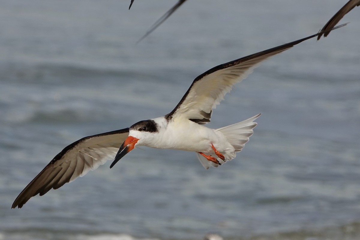 Black Skimmer - ML279544331