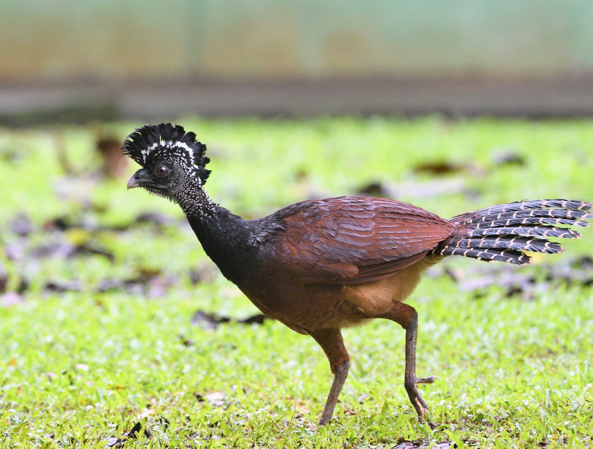 Great Curassow - Woody Gillies