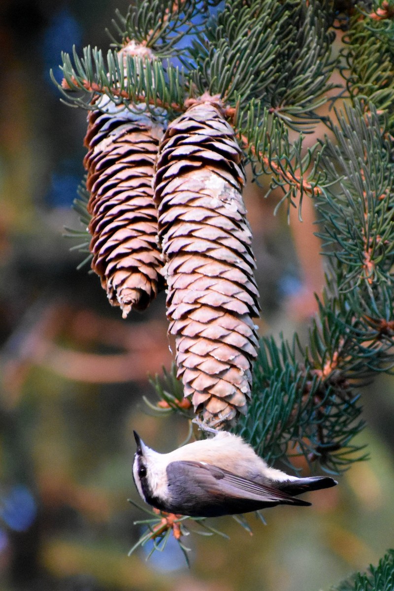 Red-breasted Nuthatch - ML279545191