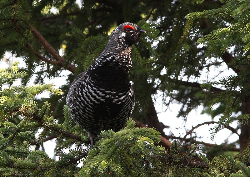 EBird Checklist 21 May 2016 TNNP Blue Hill West 1 Species