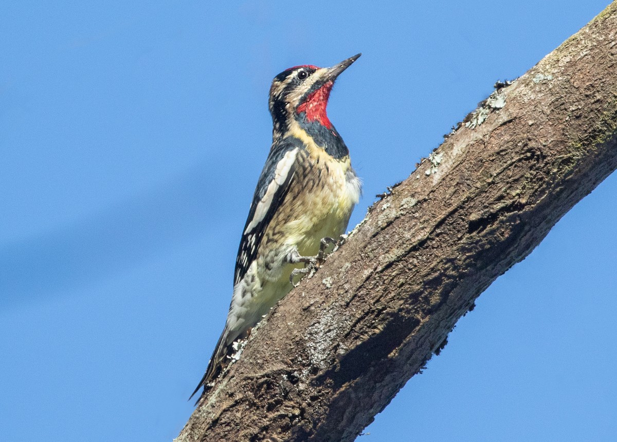Yellow-bellied Sapsucker - ML279546161
