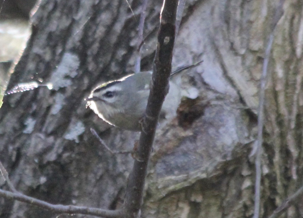 Golden-crowned Kinglet - ML279547371