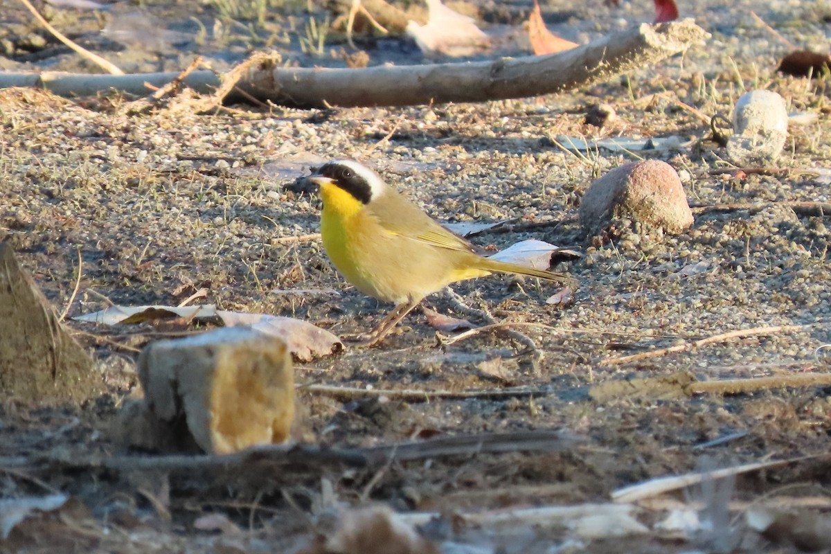 Common Yellowthroat - ML279547841