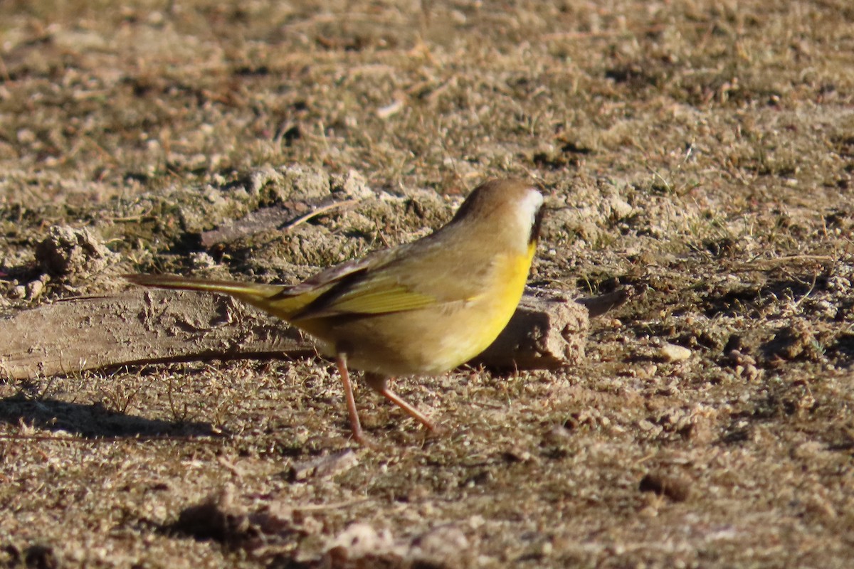 Common Yellowthroat - ML279547861