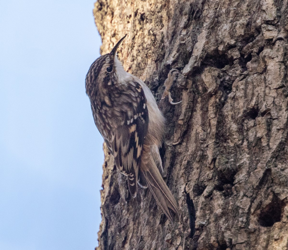 Brown Creeper - ML279548671