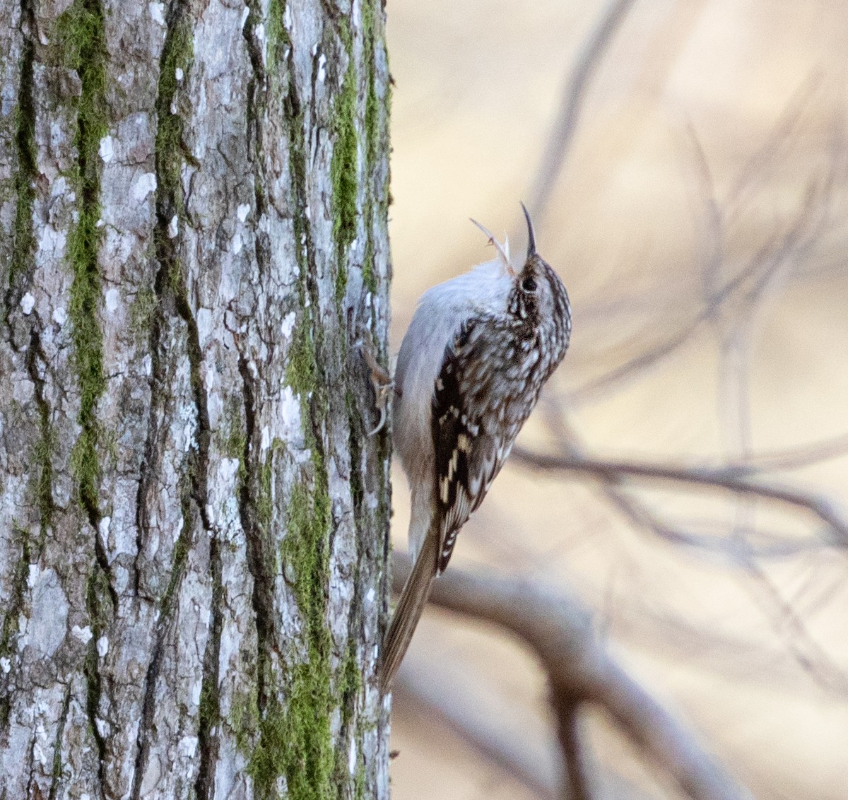 Brown Creeper - ML279549581