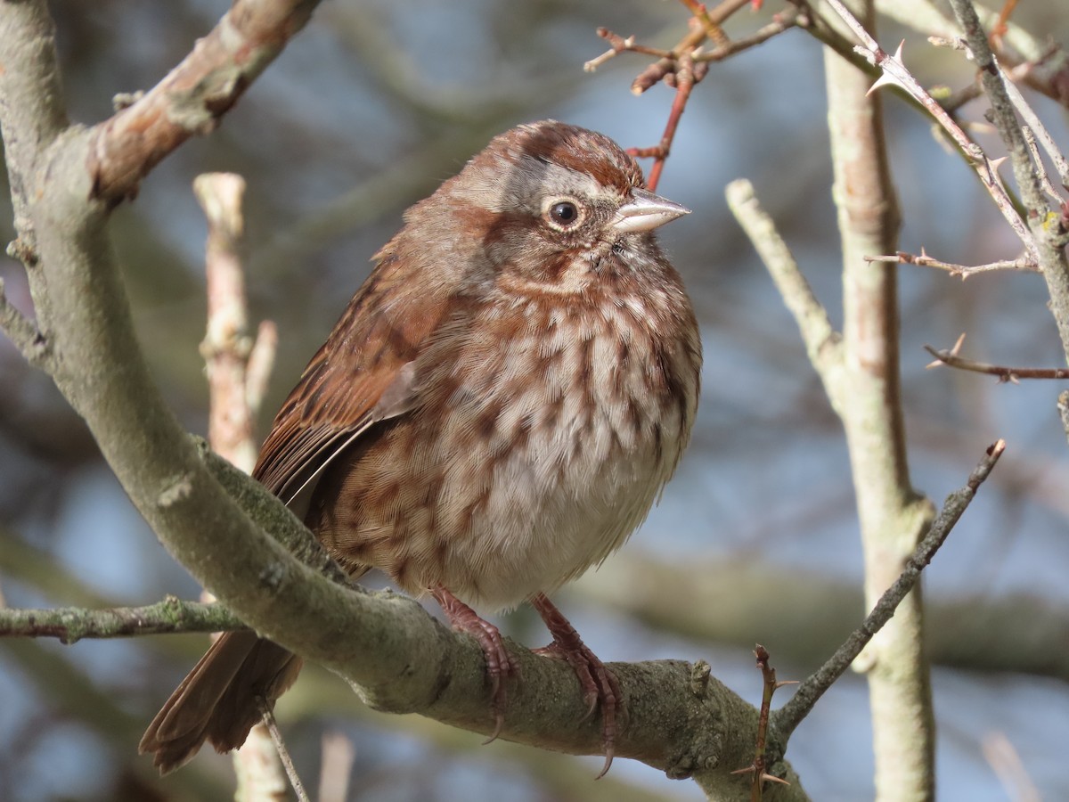 Song Sparrow - Steve Pink