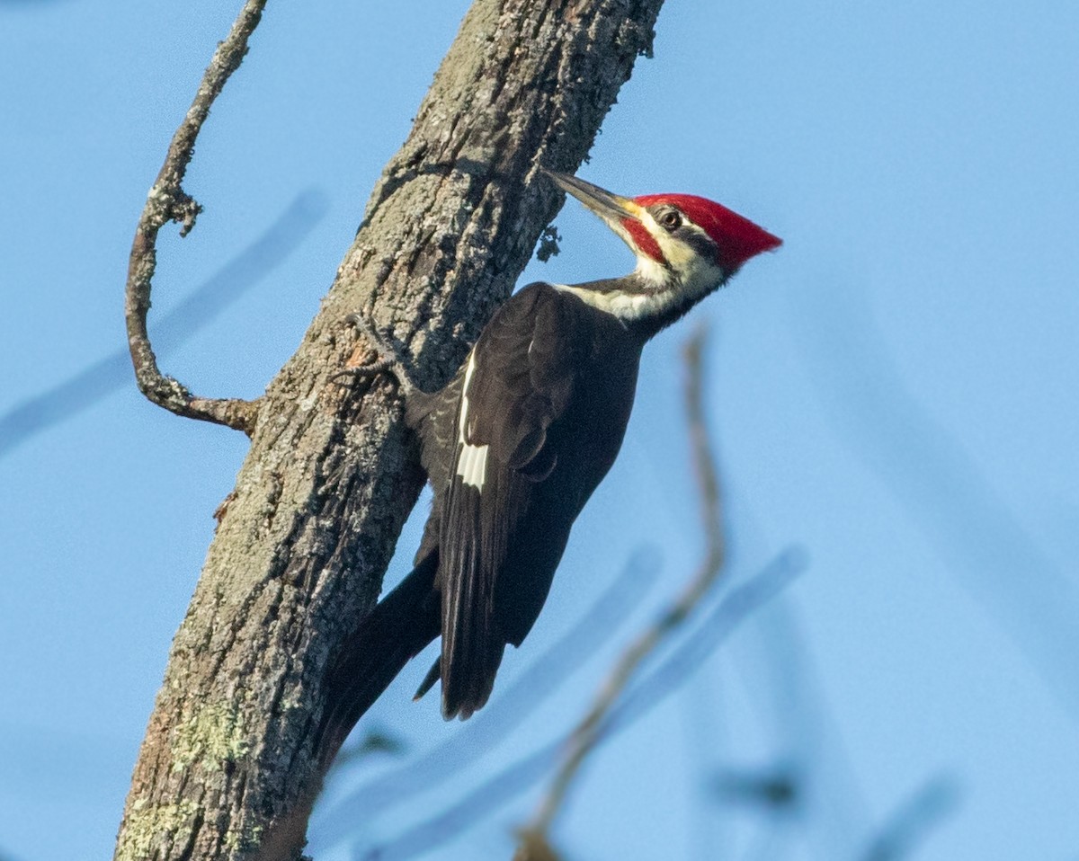 Pileated Woodpecker - ML279551011