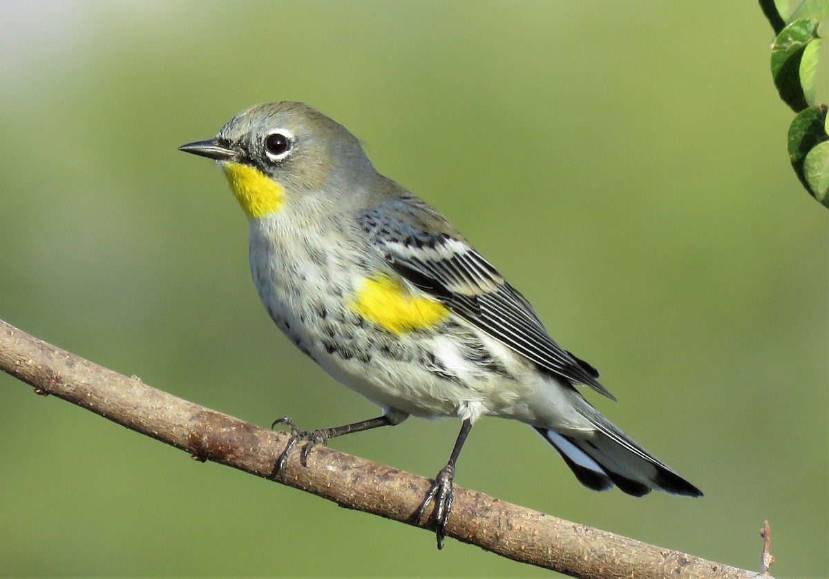 Yellow-rumped Warbler - Ricardo Barrios