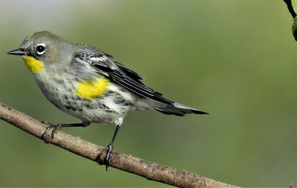 Yellow-rumped Warbler - Ricardo Barrios