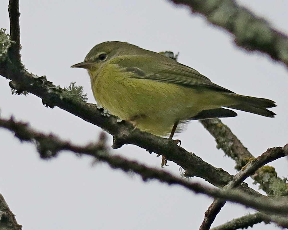 Orange-crowned Warbler - ML279554881