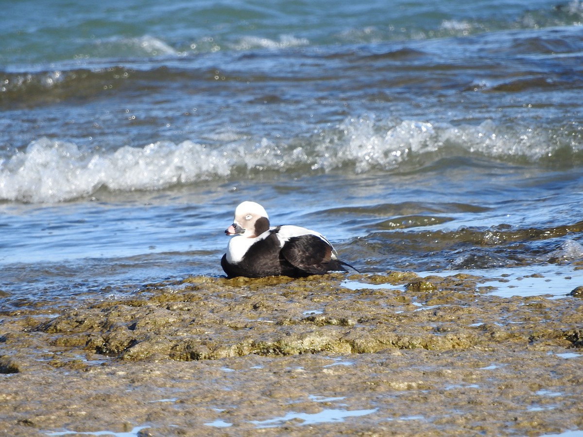 Long-tailed Duck - Scott Gibson