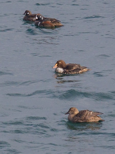 Harlequin Duck - ML279555181