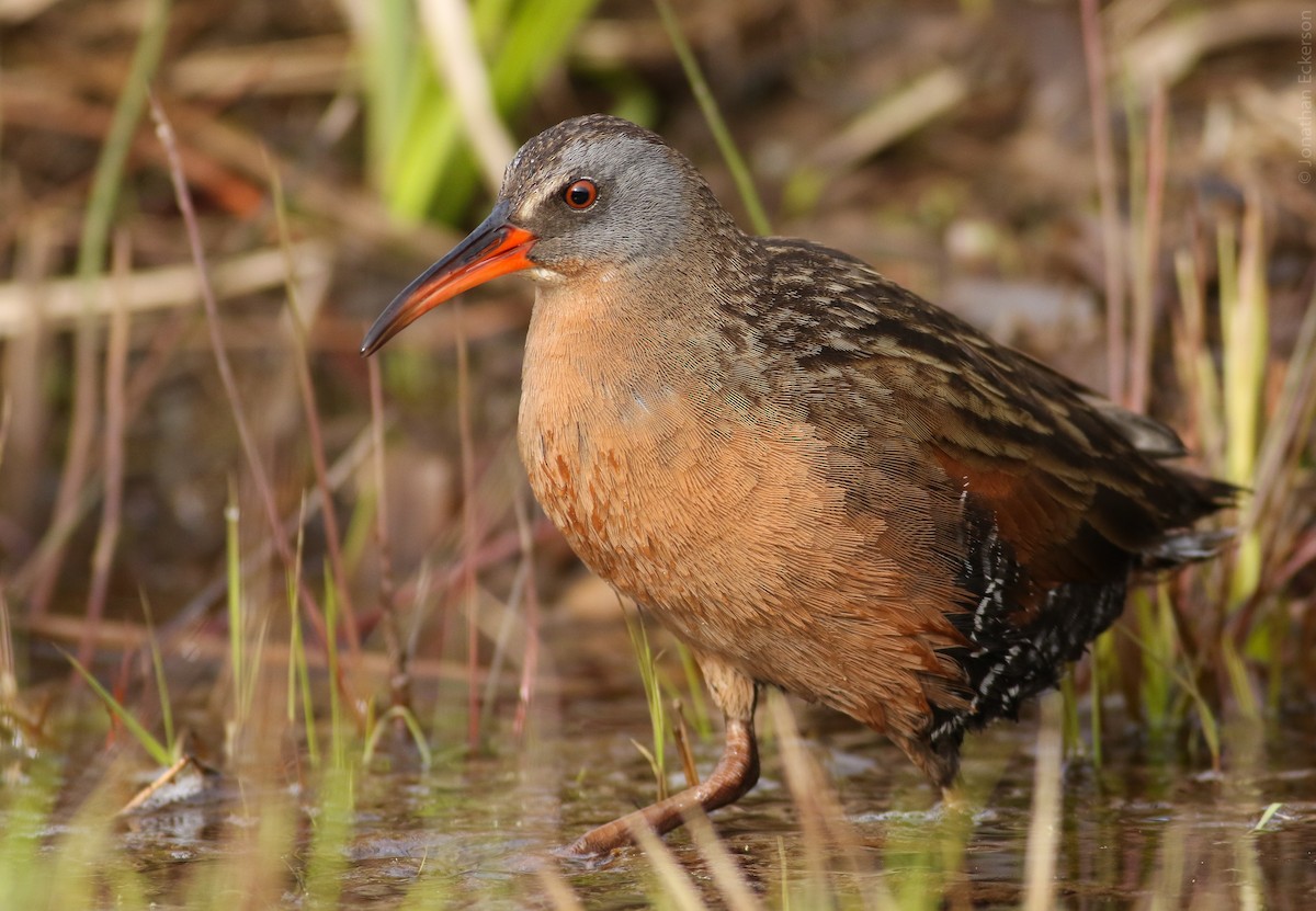 Virginia Rail (Virginia) - ML27955631