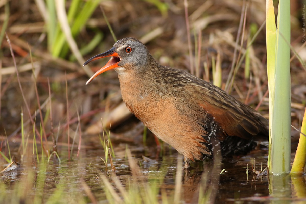 Virginia Rail (Virginia) - Jonathan Eckerson