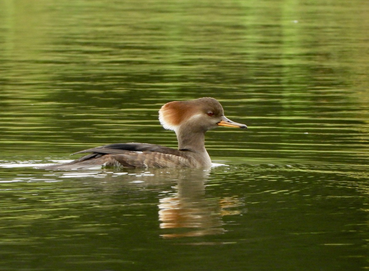 Hooded Merganser - Wendy Milstein