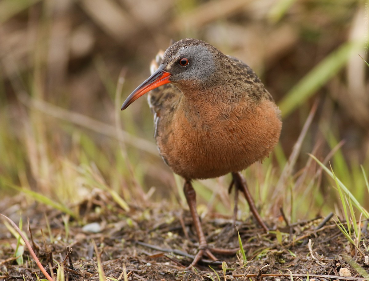 Virginia Rail - Jonathan Eckerson