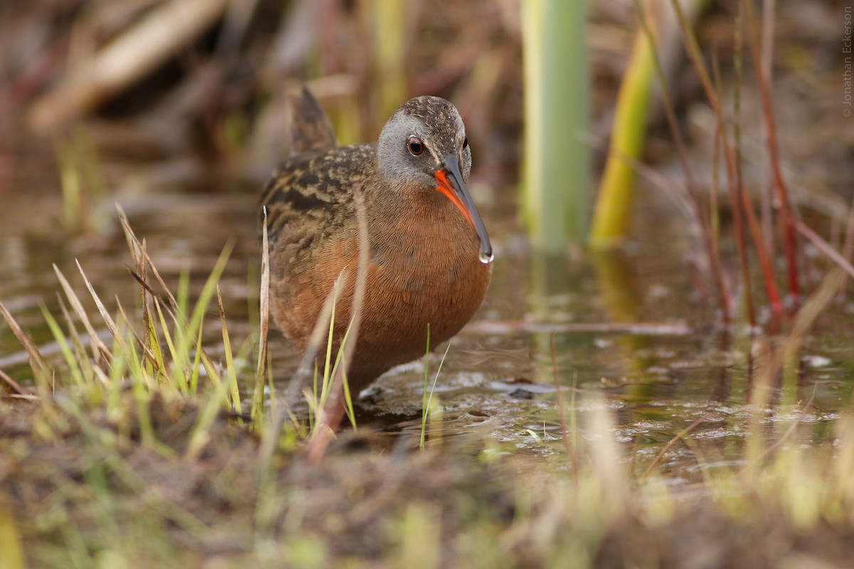 Virginia Rail (Virginia) - ML27955721