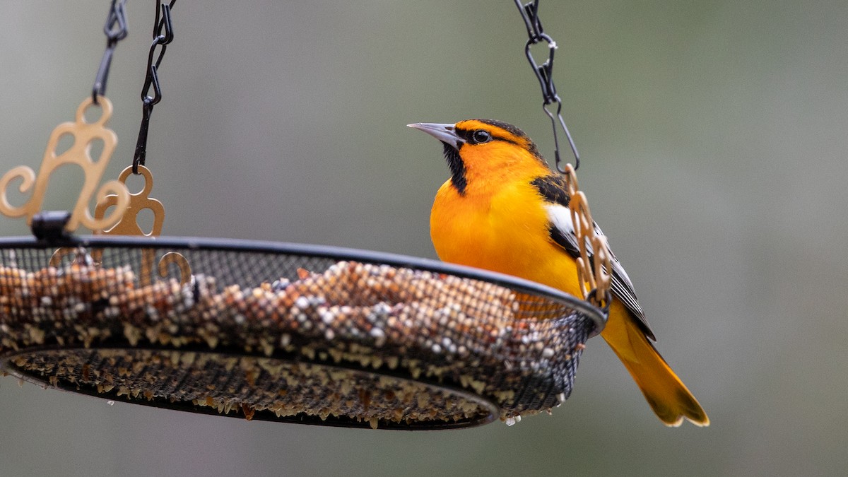 Bullock's Oriole - Louis Bevier