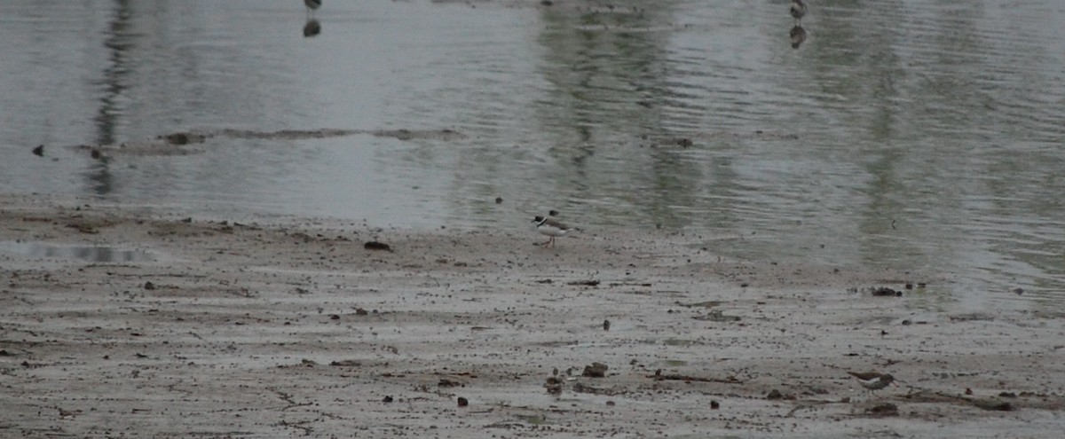 Semipalmated Plover - ML27955761