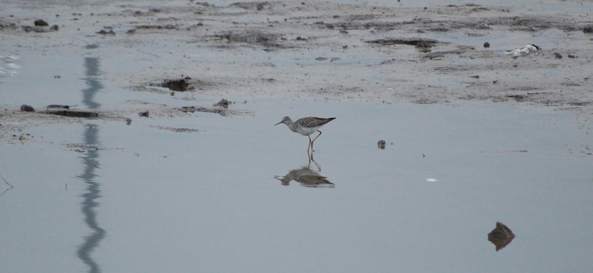 Lesser Yellowlegs - ML27955791