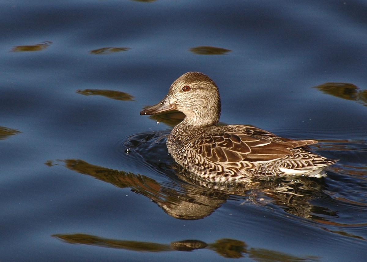 Green-winged Teal - ML279558091