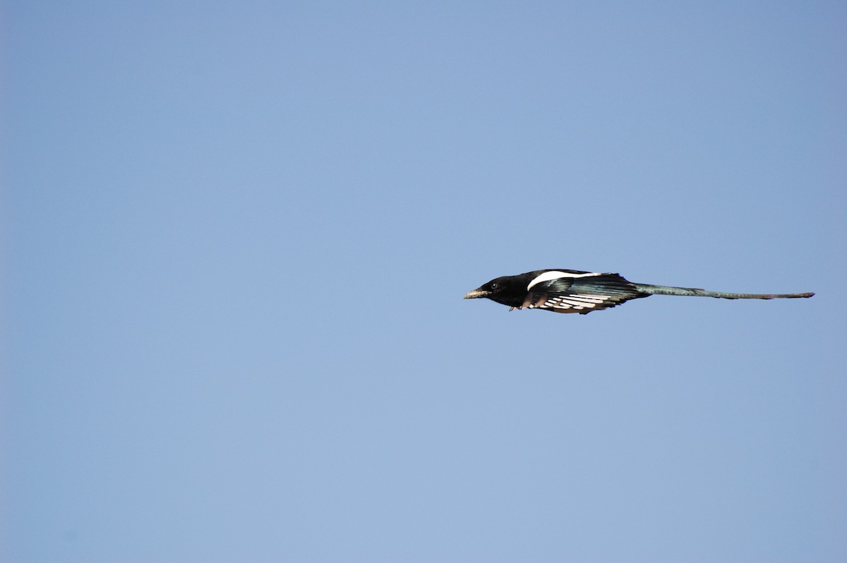 Black-billed Magpie - ML279558111