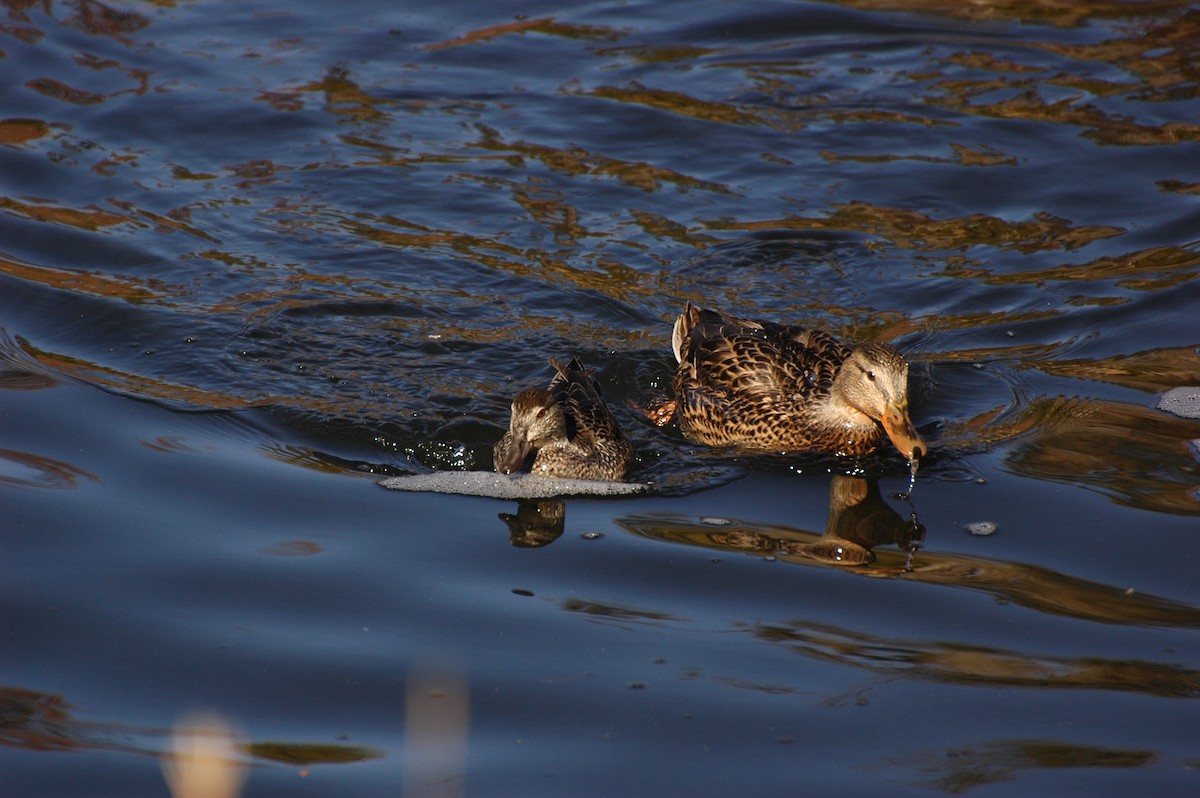 Mallard - ML279558301
