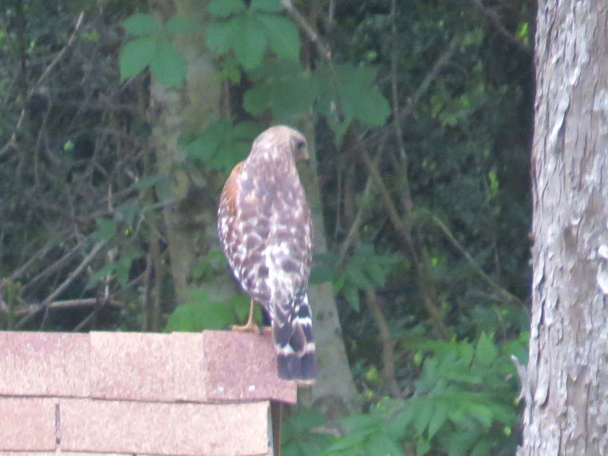 Red-shouldered Hawk - ML27955831