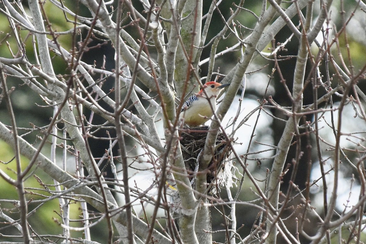 Red-bellied Woodpecker - ML279558431