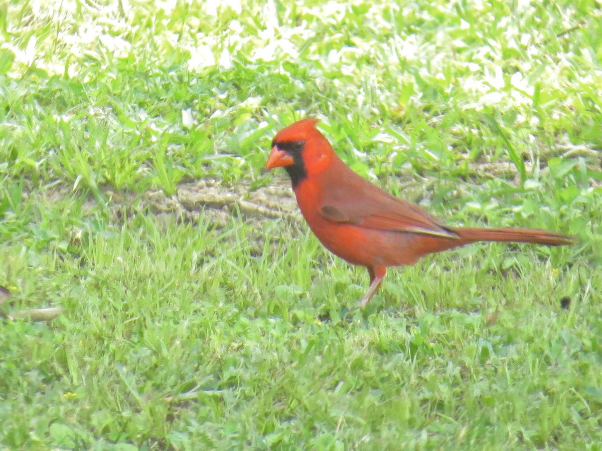 Cardinal rouge - ML27955881