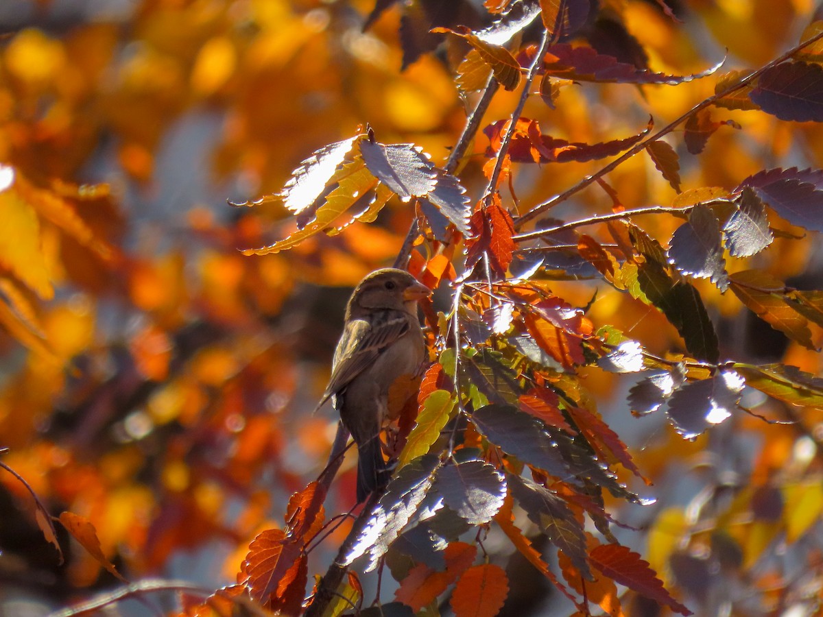 House Sparrow - ML279559111