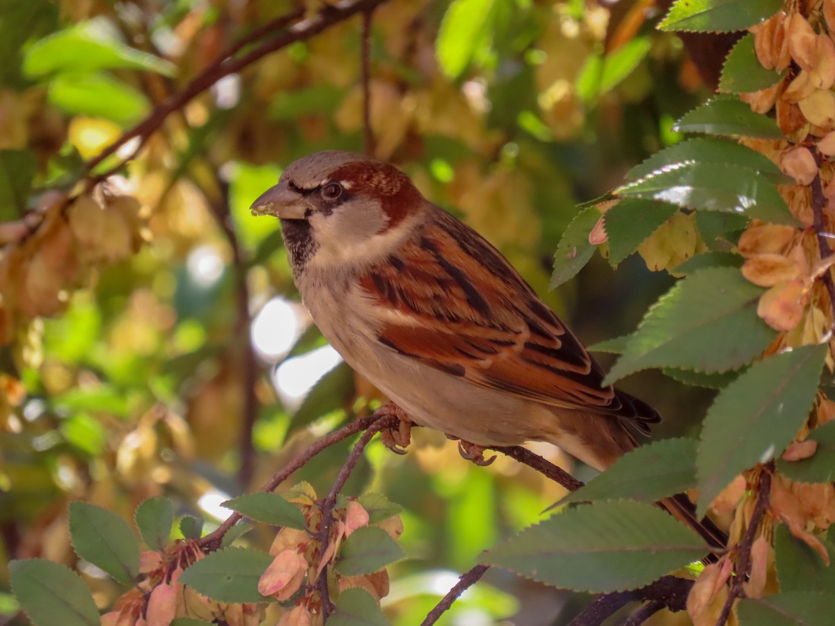 Moineau domestique - ML279559191