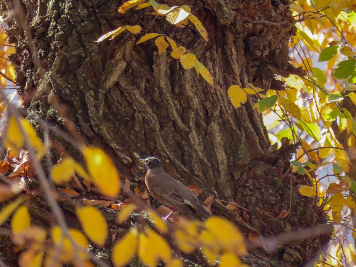 American Robin - ML279559741