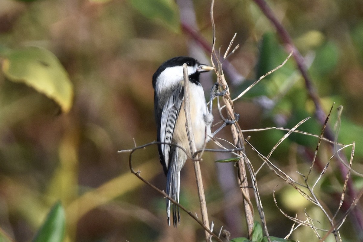 Mésange à tête noire - ML279559861