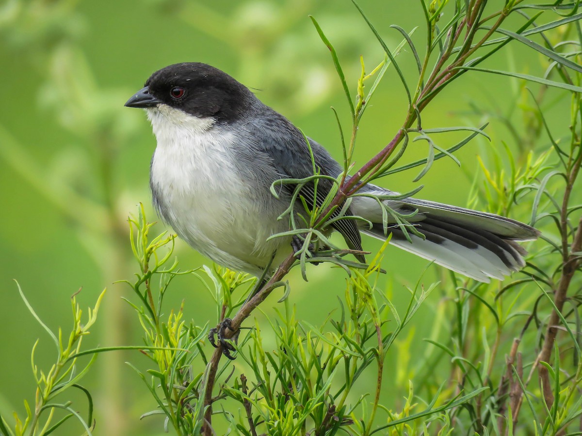 Black-capped Warbling Finch - Raphael Kurz -  Aves do Sul