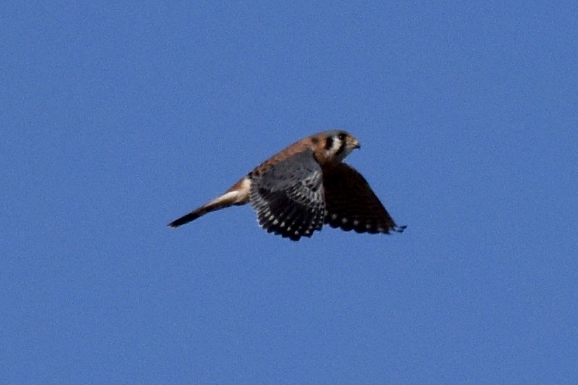 American Kestrel - ML279560521