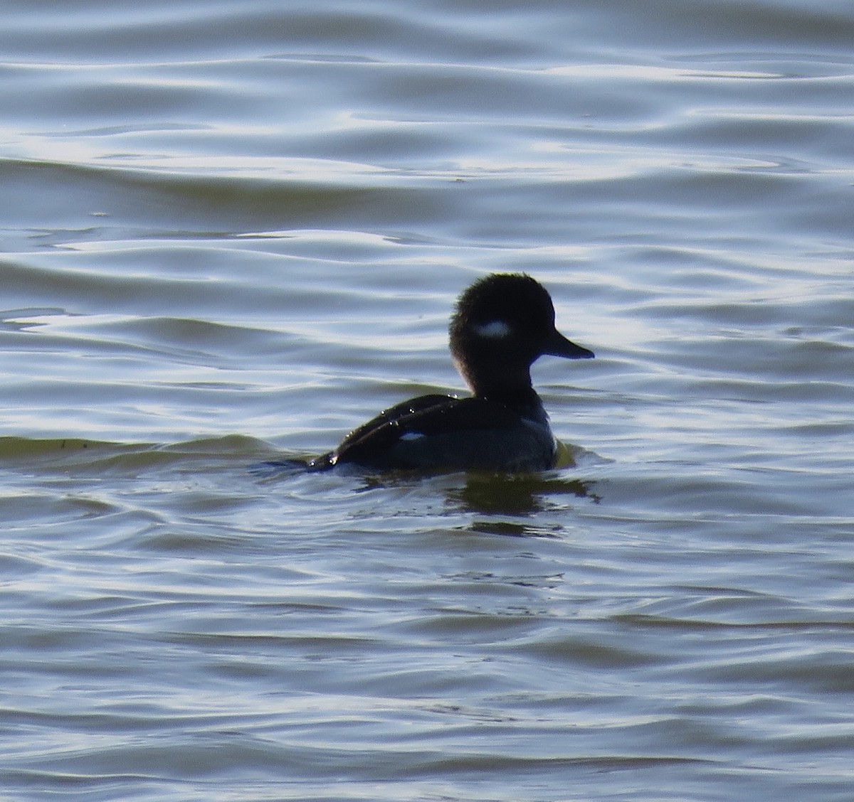 Bufflehead - ML279560831