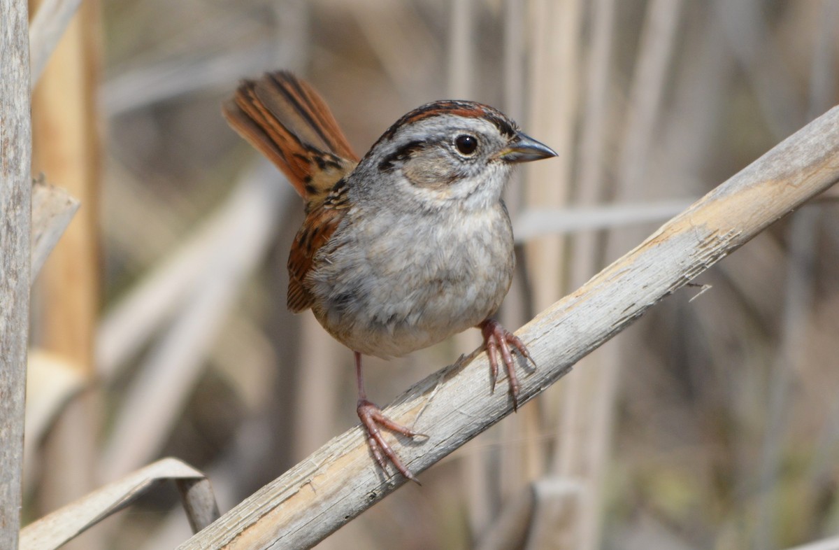 Swamp Sparrow - ML27956111