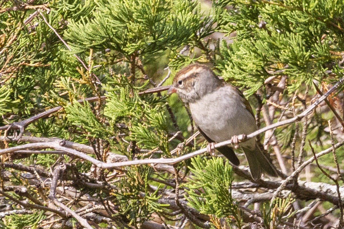 Chipping Sparrow - ML279561161